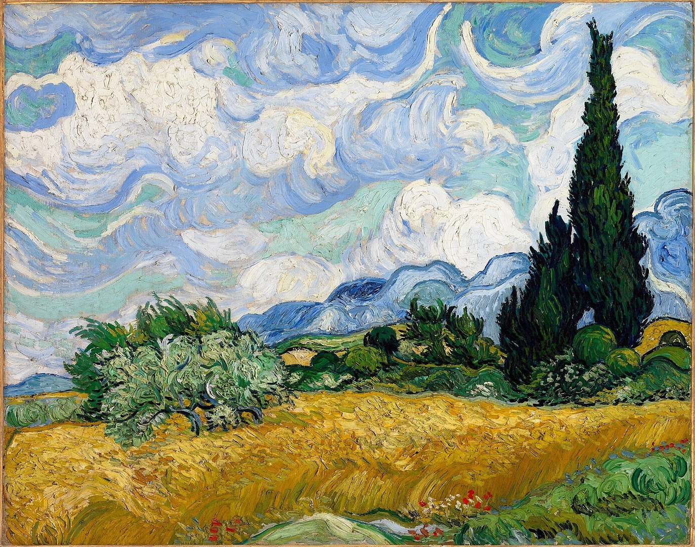 Wheat field with cypresses