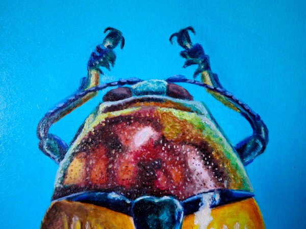 METAXYMORPHOA-APICALIS_detalle1